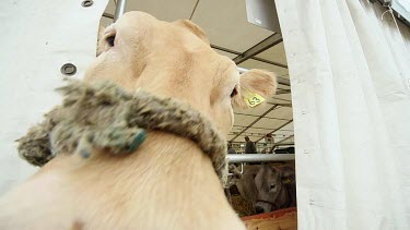 Limousin Cattle In Cattle Shed, The Great Yorkshire Show, North Yorkshire