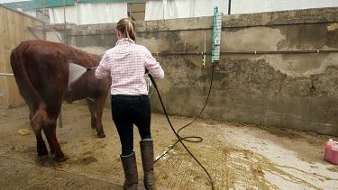 Cattle Being Jetwashed Ready For Show, The Great Yorkshire Show, North Yorkshire