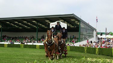 Heavy Shire Horse Teams Parade Around Main Show Ring, The Great Yorkshire Show, North Yorkshire