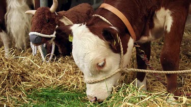 Young Hereford Calf With Stuffed Toy Friend, The Great Yorkshire Show, North Yorkshire