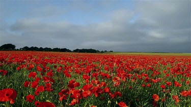 Red Poppies In Field, Racecourse Road, Scarborough, North Yorkshire