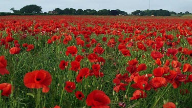 Red Poppies In Field, Racecourse Road, Scarborough, North Yorkshire