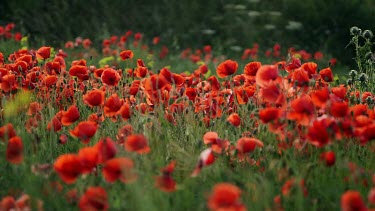 Red Poppies In Field, Racecourse Road, Scarborough, North Yorkshire