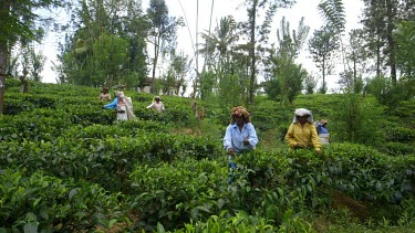 Tea Pickers At Geragama Plantation, Peradeniya, Sri Lanka