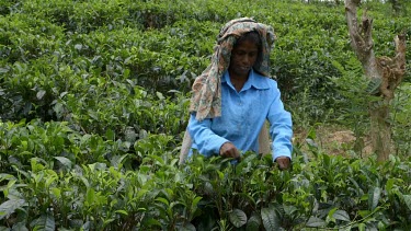 Tea Picker At Geragama Plantation, Pilimatalawa, Sri Lanka