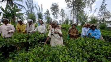 Tea Pickers At Geragama Plantation, Pilimatalawa, Sri Lanka