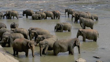 Asian Elephants In Maha Oya River, Pinnawala Elephant Orphange, Sri Lanka