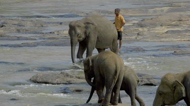 Young Asian Elephant In Maha Oya River, Pinnawala Elephant Orphange, Sri Lanka