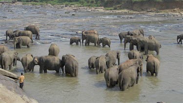Asian Elephants In Maha Oya River, Pinnawala Elephant Orphange, Sri Lanka