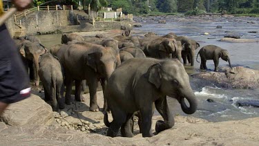 Mahout Chasing Young Asian Elephants In Maha Oya River, Pinnawala Elephant Orphange, Sri Lanka