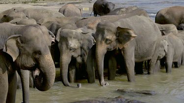 Swaying Asian Elephants In Maha Oya River, Pinnawala Elephant Orphange, Sri Lanka