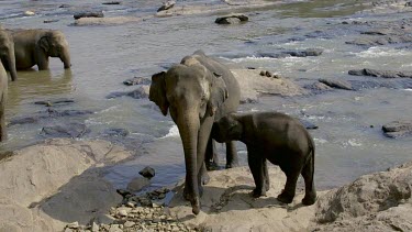 Young Asian Elephants & Maha Oya River, Pinnawala Elephant Orphange, Sri Lanka