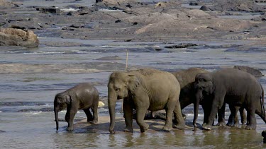 Asian Elephants Splash Maha Oya River, Pinnawala Elephant Orphange, Sri Lanka