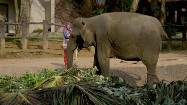 Woman Feeds Asian Elephant, Pinnawala Elephant Orphange, Sri Lanka