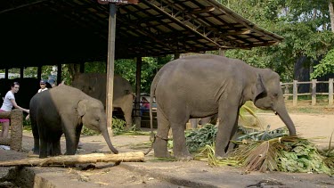 Asian Elephants Feeding, Pinnawala Elephant Orphange, Sri Lanka