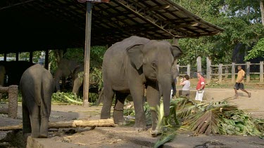 Asian Elephants Feeding, Pinnawala Elephant Orphange, Sri Lanka