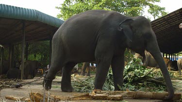 Large Asian Elephant Feeding, Pinnawala Elephant Orphange, Sri Lanka