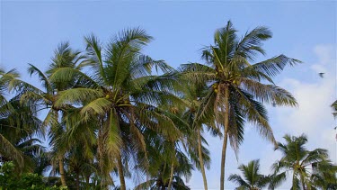 King Coconut Palm Trees, Bentota, Sri Lanka