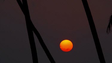 Orange Sunset Between Trees, Bentota, Sri Lanka