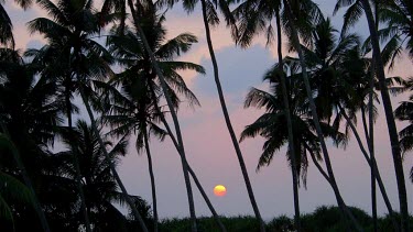 King Coconut Palm Trees At Sunset, Bentota, Sri Lanka