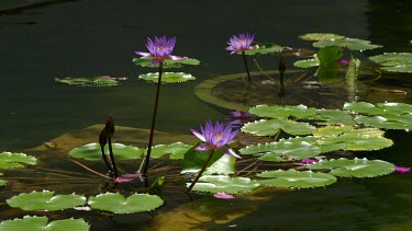 Nymphaea Stellata Purple Water Lillie'S, Bentota, Sri Lanka