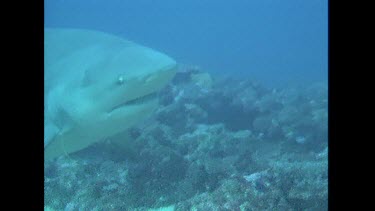 Bull Sharks investigate the cameramen