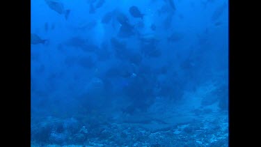 Bull Shark swims around camera bait line caught in mouth