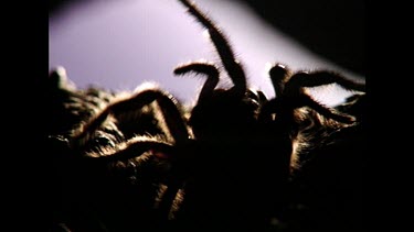 funnel web spider