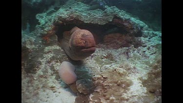 moray eel