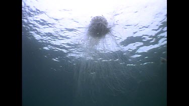 box jellyfish