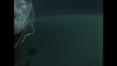 box jellyfish