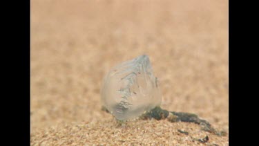 bluebottle on beach