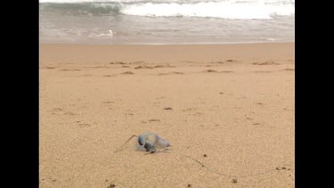bluebottle on beach