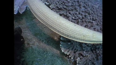 close up of seasnake tail