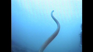 seasnake swimming to water surface