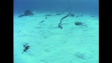 seasnake swimming along seabed