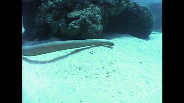 seasnake swimming along seabed and above coral