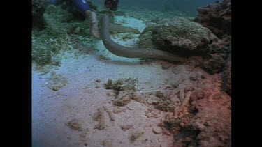 sea snake on the move while a diver touches its tail