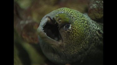 moral eel opening and closing its mouth