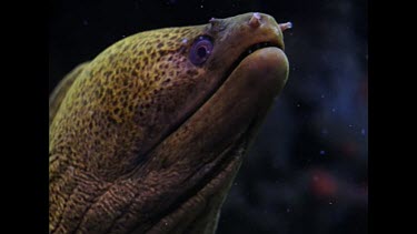 moral eel opening and closing its mouth