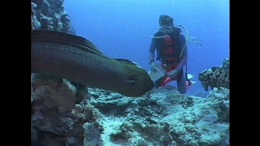 diver touches moray eel as it swiMS by