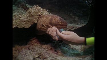 diver pats moray eel under the mouth
