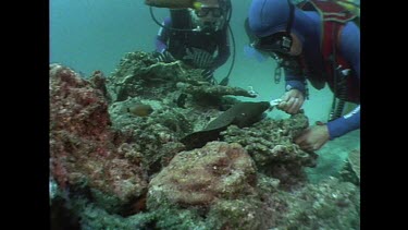 divers feed moray eel
