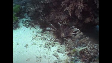 Fish - Butterfly Cod