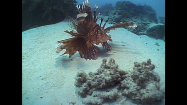 Fish - Butterfly Cod