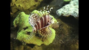 Fish - Butterfly Cod