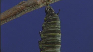 tail of pupating caterpillar attached to branch chrysalis or pupa shot against blue screen earlier stage of pupation caterpillar still moving