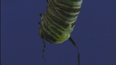 skin splits on back of tail of and emerging from skin pupating caterpillar attached to branch chrysalis or pupa shot against blue screen earlier stage of pupation caterpillar still moving