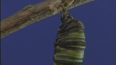 pupating caterpillar attached to branch skin split Chrysalis or pupa shot against blue screen early stage of pupation caterpillar still moving