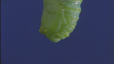 new chrysalis or pupa shot against blue screen earlier stage of pupation caterpillar still moving